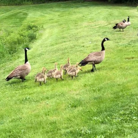 Ducks at Green Acres MHC