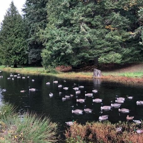 Ducks at Green Acres MHC