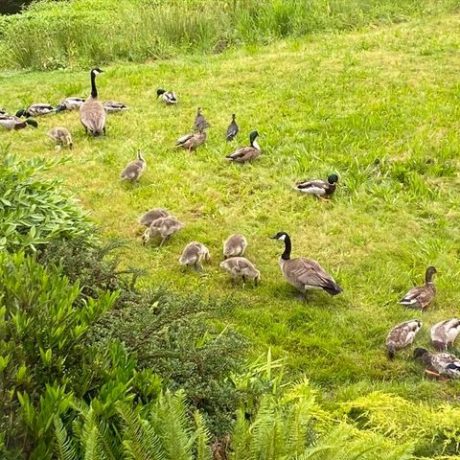 Ducks at Green Acres MHC